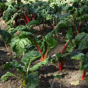 Ce legume pot fi plantate la umbra - secretele grădinii