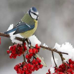 Care păsări sunt lăsate la iarnă în Rusia