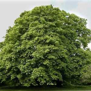 Ce copac este mai mare: eucalipt sau castan? Înălțime de castan și eucalipt