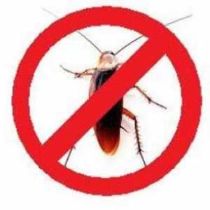 Care este cel mai eficient remediu pentru gândaci?