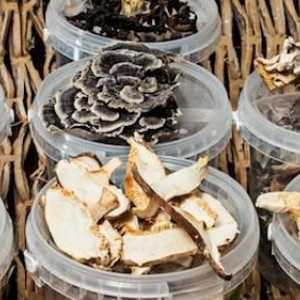 Ce rol joacă ciupercile în ecosistem? Importanța fungiilor în natură