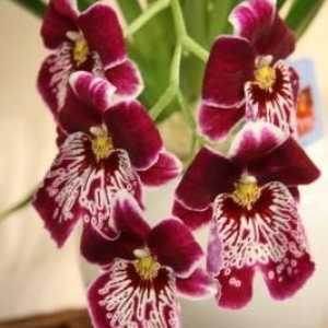 Cumbria - o orhidee pentru cei care sunt bolnavi de phalaenopsis