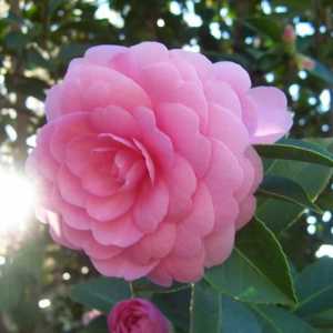 Camellia: îngrijire la domiciliu, udare, fertilizare