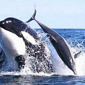 Killer Whale: Este o balenă sau un delfin? Să ne dăm seama împreună.