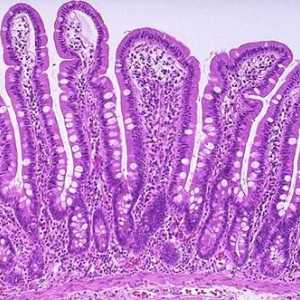 Intestine intestinale și anatomia ei