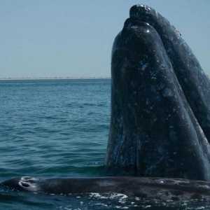 Whale Grey: Fapte interesante