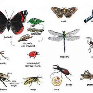 Insecte de clasă: exemple, tipuri, caracteristici