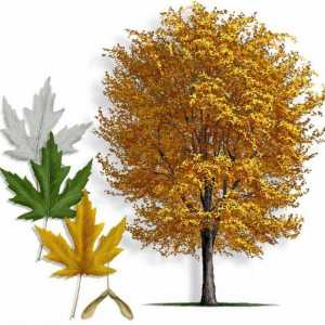 Maple silver: înălțime și trunchi de copac. Care este numele fructului arțar?