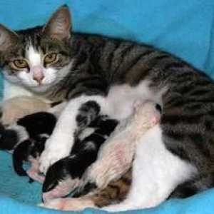 Când este necesară sterilizarea pisicii: vârsta, îngrijirea postoperatorie, nutriția