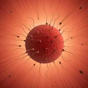 Când apare ovulația după menstruație? Metode de calcul al timpului
