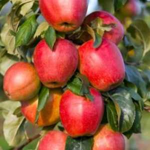 Arbori de măr în formă de colon: comentarii despre practicile de cultivare din țara noastră