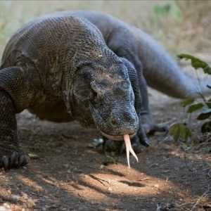 Komodo-șopârlă - gigant glumesc, capabil să partenogeneze