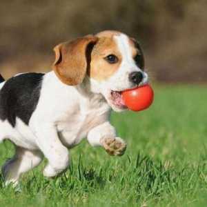 Conserve `Zoogurman` pentru câini: avantaje, descriere, recenzii