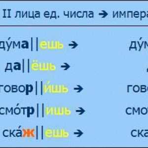 Elemente constructive în limba rusă. Baza cuvântului
