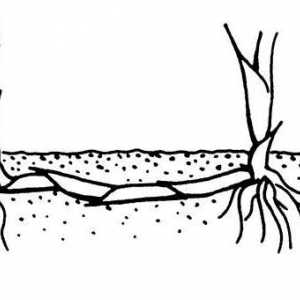 Rhizomes - o modificare a trage, situată sub pământ