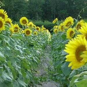 Floarea soarelui. Aplicarea în medicina populară