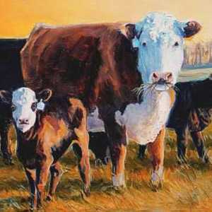 Vaci din rasa Hereford: caracteristici, conținut, fotografii și prețul vițeilor
