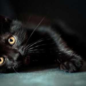 Кошка черная. Породы: названия и особенности