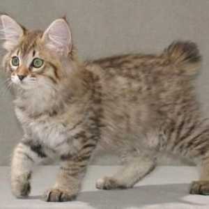 Pisici Bobtail Kurilian: caracter, caracteristici ale rasei, exterior, fotografie