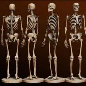 Oasele omului. Anatomia: oasele umane. Un schelet uman cu numele de oase