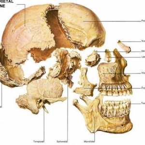 Oasele craniului: anatomia umană