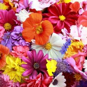Frumos și parfumat: ce sunt florile?