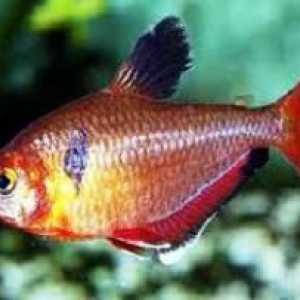 Tetra tetra sau pești minori: caracteristici ale conținutului în acvariu