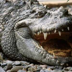 Crocodil: unde locuieste? Unde locuiesc crocodili și ce mănâncă?
