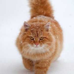 Afecțiune și rău pisici roșii: de ce vis? Ce prognozează?