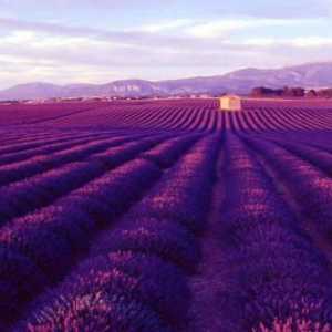 Câmpul de lavandă - mândria Franței și simbolul național al Provencei. Câmpurile de levănțică în…