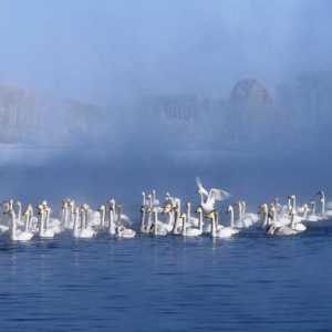 Swan Lake (Teritoriul Altai): fotografii și recenzii ale turiștilor