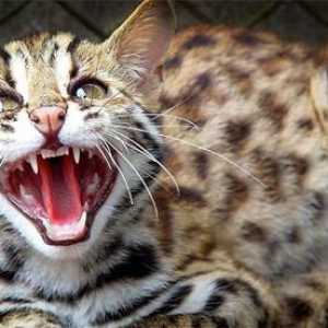 Pisica Leopard - prădător mic