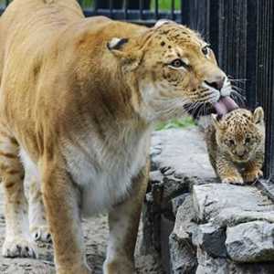 Ligrii - hibrizi de lei și tigri