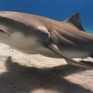 Lemon Shark: descriere, habitate, condiții de supraviețuire