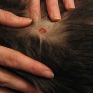 Ringworm într-o pisică: simptome și tratament
