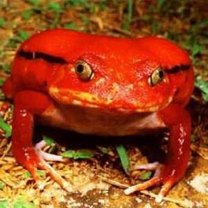 Broască de tomate: descrierea unui amfibian neobișnuit