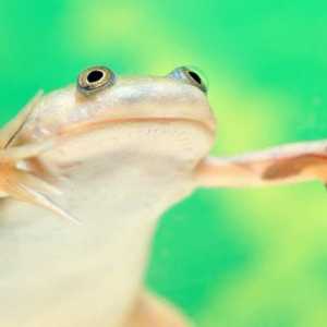 Broască broască: întreținere, reproducere, îngrijire