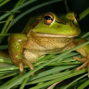 Frog herb: descriere, fotografie