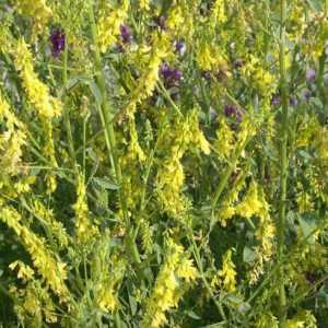 Alfalfa galbenă: caracteristică, descriere, proprietăți utile