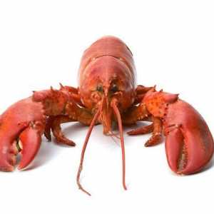 Lobsterul este o delicatesă recunoscută. Descriere. Rețeta. fotografie