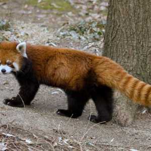 Panda roșu roșu. Panda roșie la grădina zoologică din Moscova