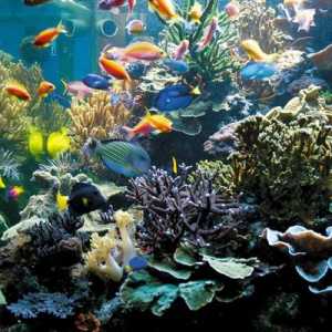 Micul ecosistem artificial al acvariului. Cum funcționează ecosistemul acvariului închis?