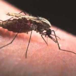 Malaria. Simptomele unei boli infecțioase