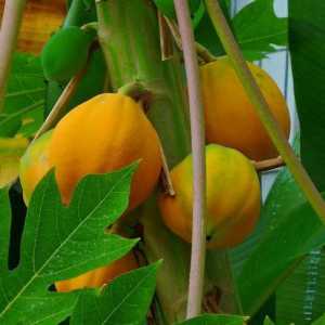 Uleiul de papaya în paza frumuseții feminine