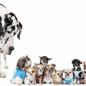 Câini de câini mici: caracteristici de îngrijire și de întreținere