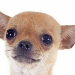 Câini de câine miniaturale: descriere, fotografie