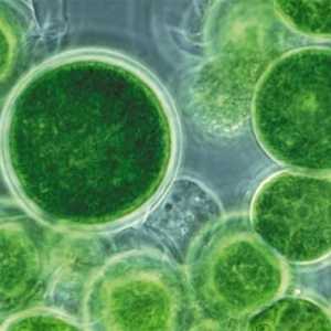 Organisme multicelulare: plante și animale
