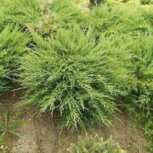 Juniperus orizontal orizontal: descriere, plantare, îngrijire, caracteristici