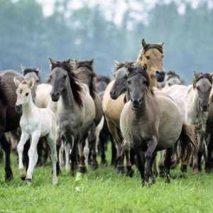 Mustangul este un animal cunoscut tuturor. Wild cai în natură: fotografie, descriere