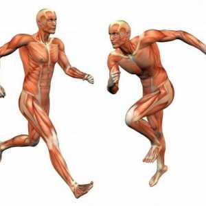 Țesutul muscular: structura și funcția. Caracteristicile structurii țesutului muscular